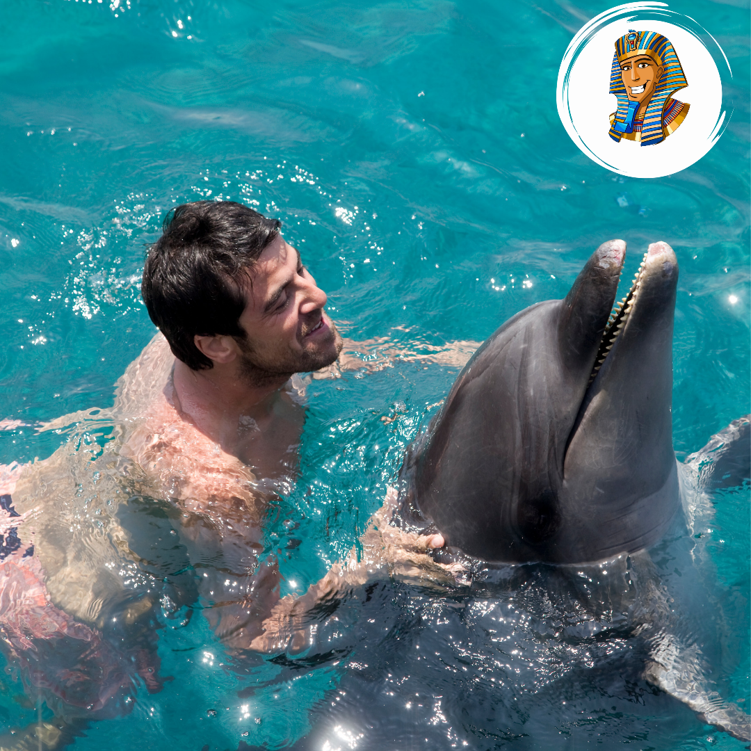 Photo session with dolphins